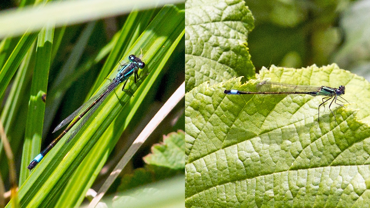 Blue-tailed Damselfly [Ischnura elegans]