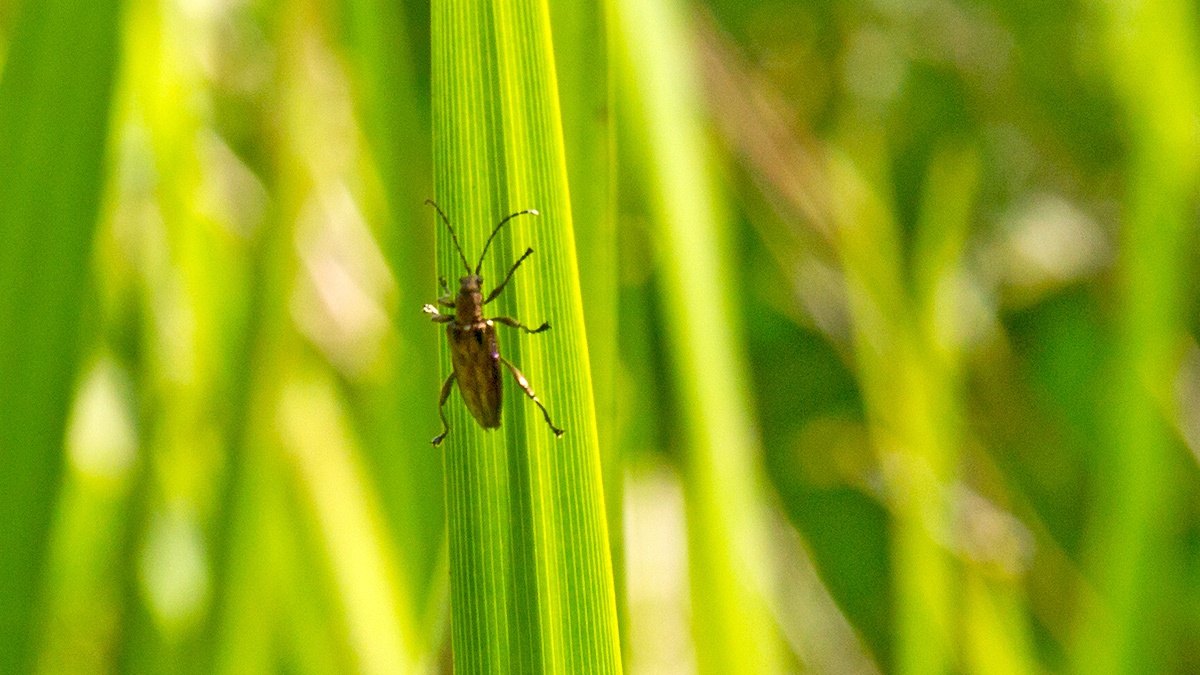 reed beetle [Donacia marginata?]