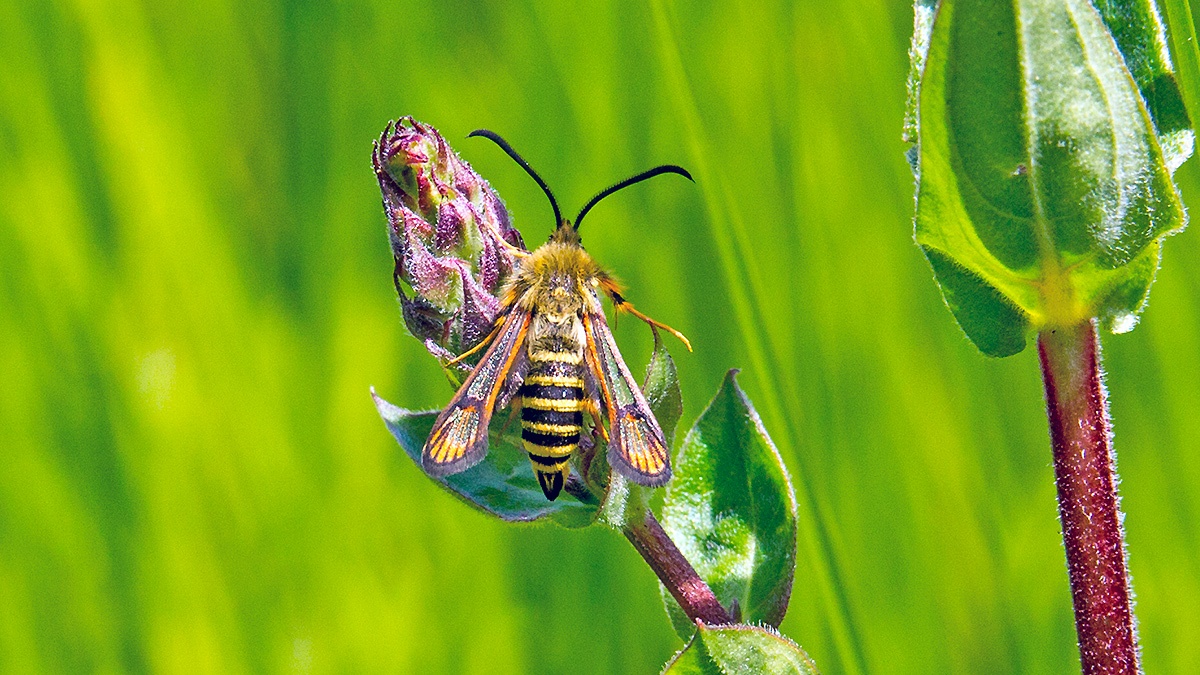 Six-belted Clearwing [Bembecia ichneumoniformis]
