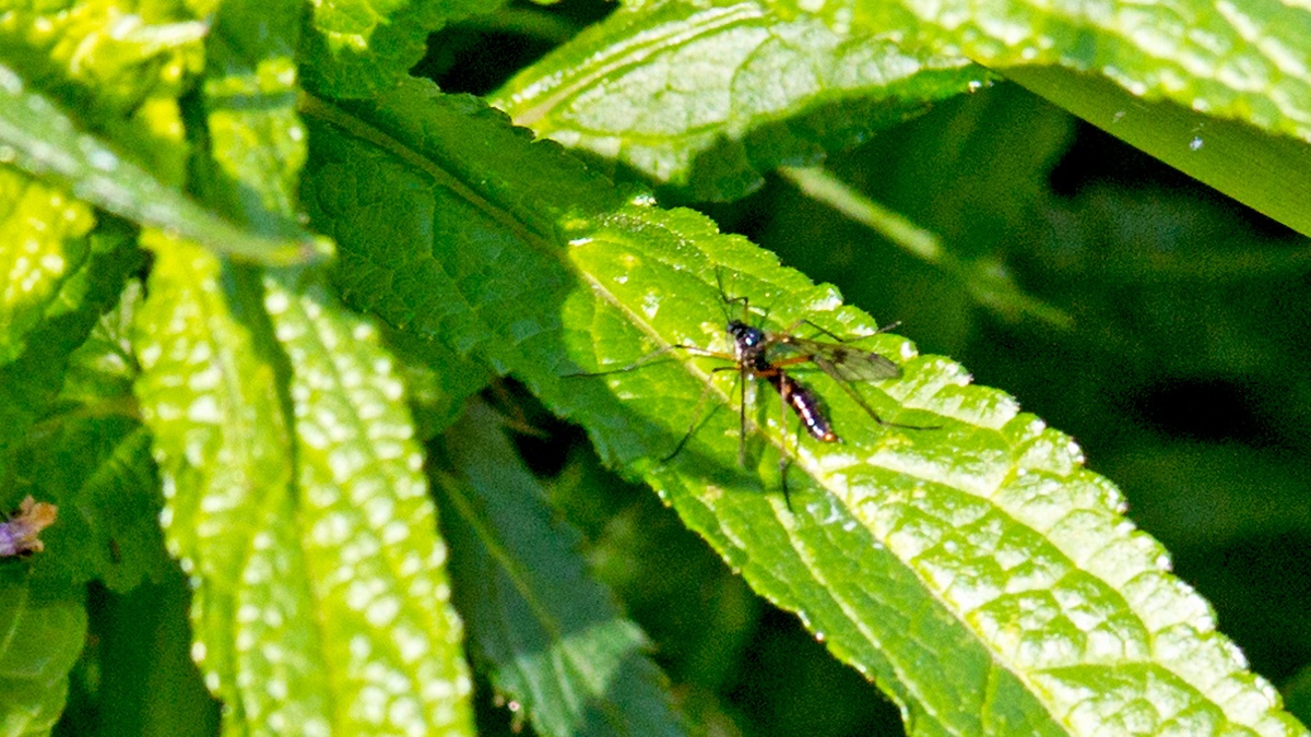 Phantom Cranefly [Ptychoptera contaminata]