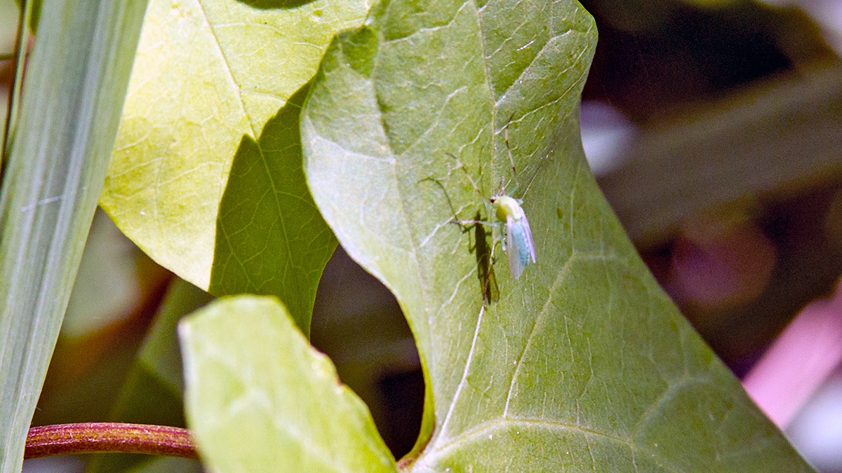 Chironomid midge