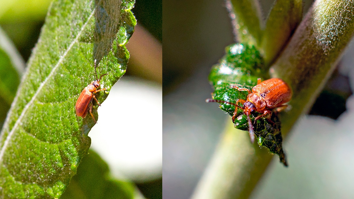 leaf beetle [Galerucella sagittariae?]