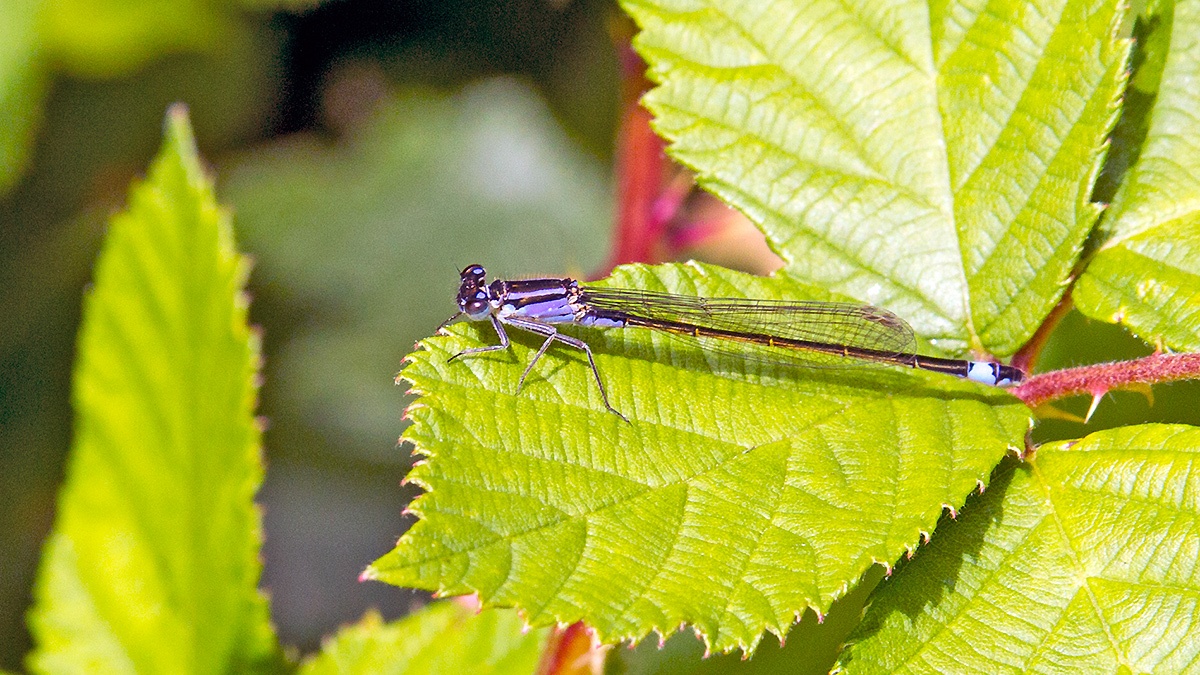 Blue-tailed Damselfly [Ischnura elegans]