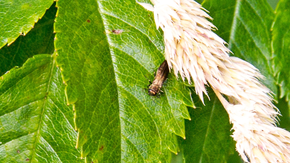 Rose Stem Girdler [Agrilus cuprescens]