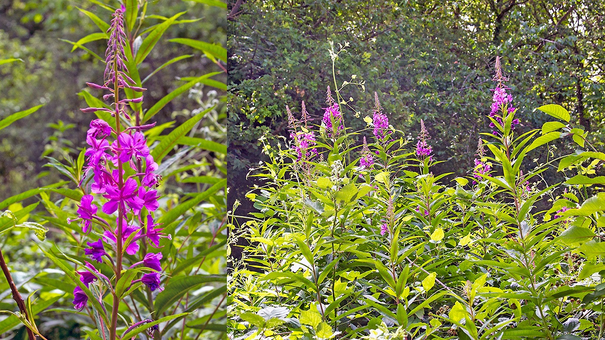 Rosebay Willowherb [Chamaenerion angustifolium]