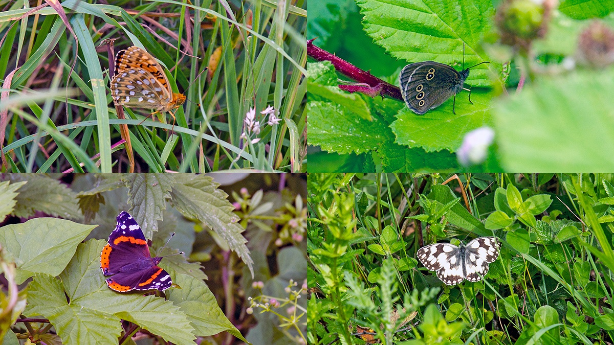 4 butterflies