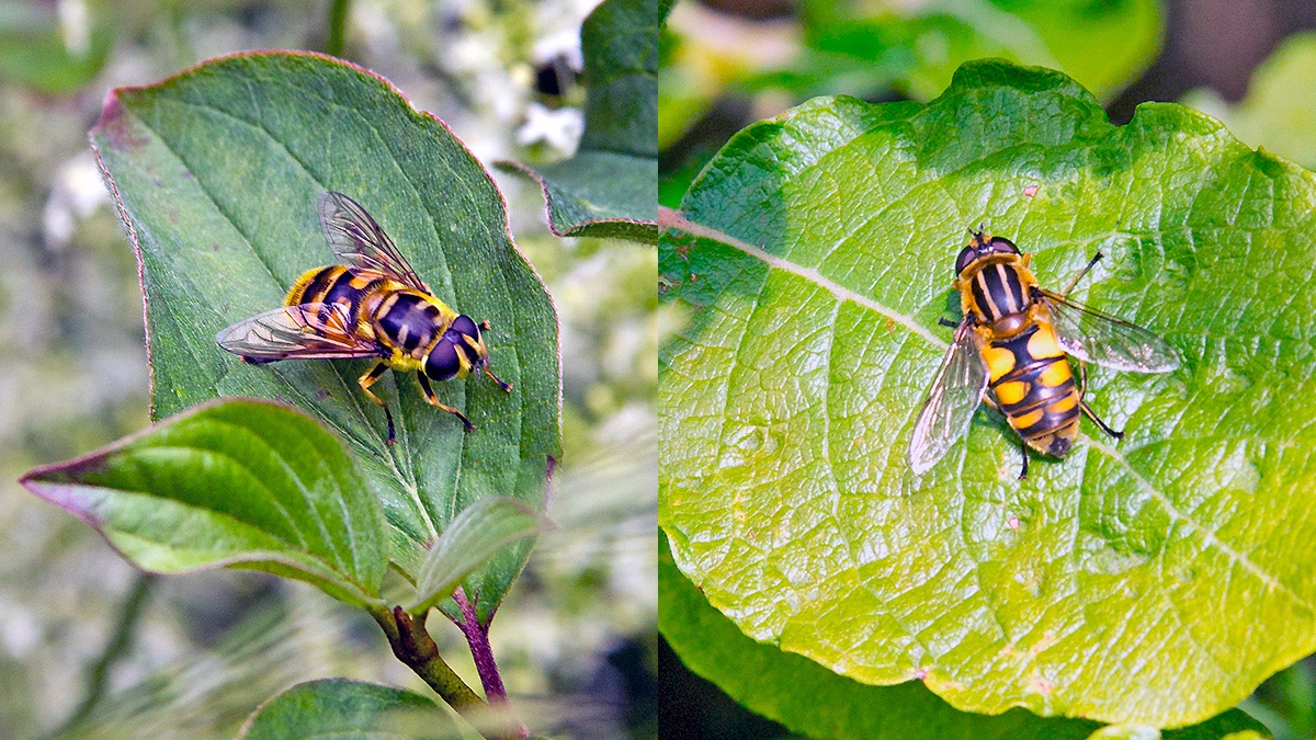 2 hoverflies
