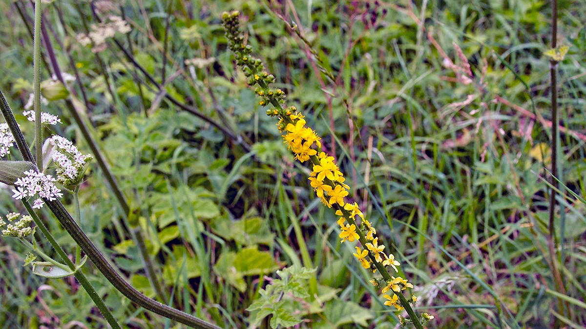 Common Agrimony [Agrimonia eupatoria]