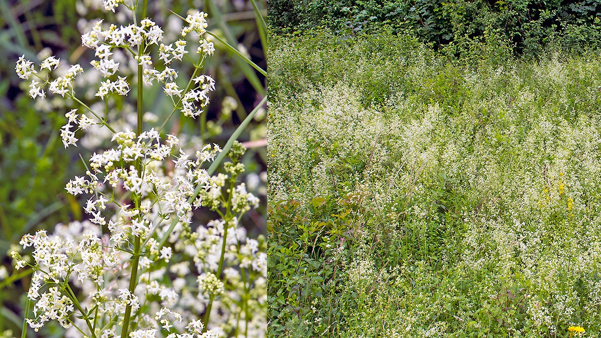 Hedge Bedstraw [Galium album]