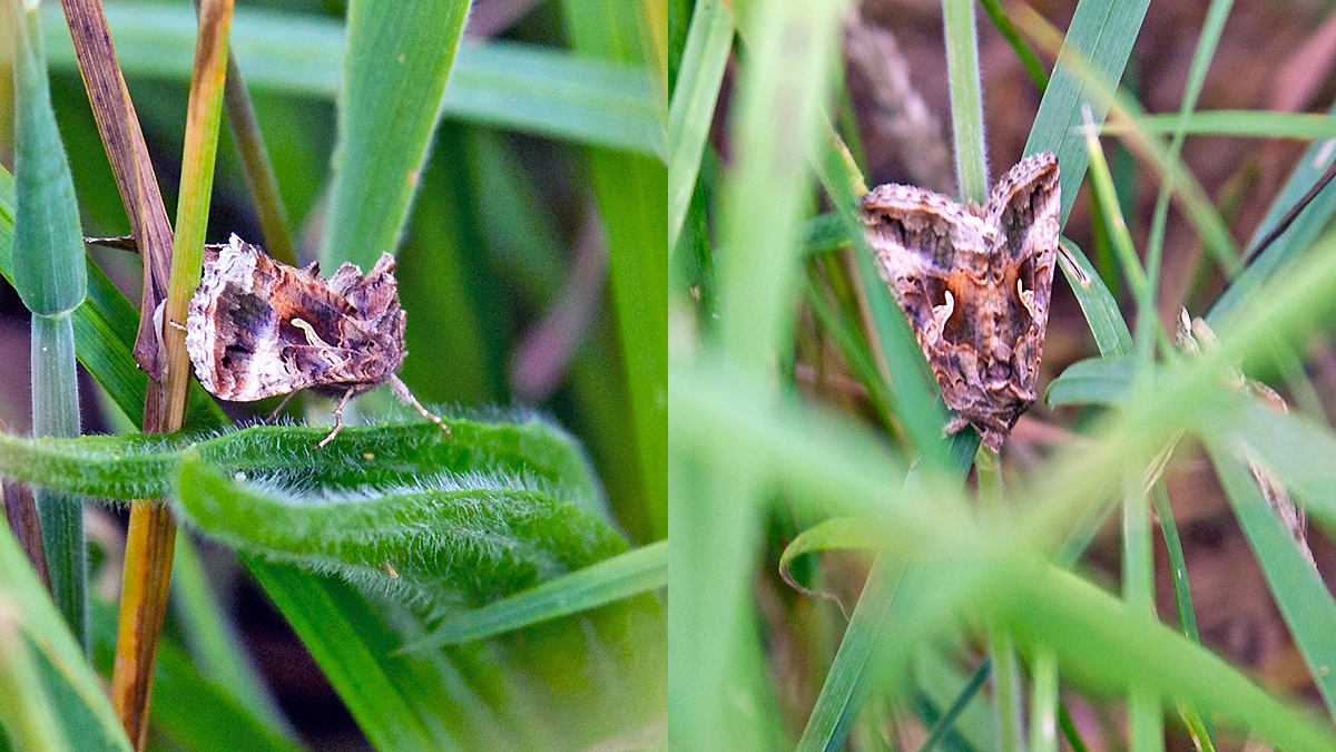 Silver Y [Autographa gamma]
