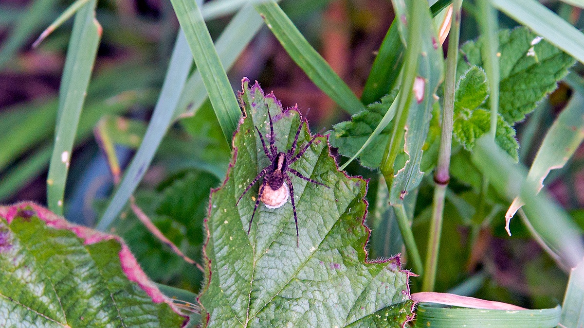 Spotted Wolf Spider [Pardosa amentata?]