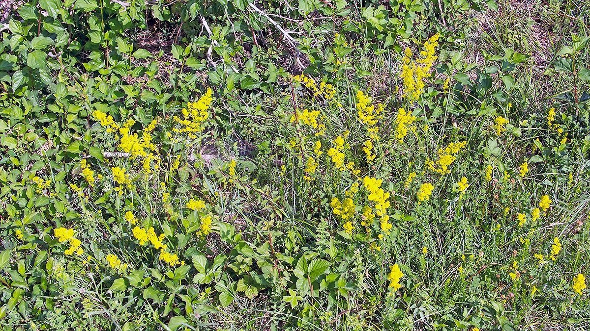 Lady’s Bedstraw [Galium verum]