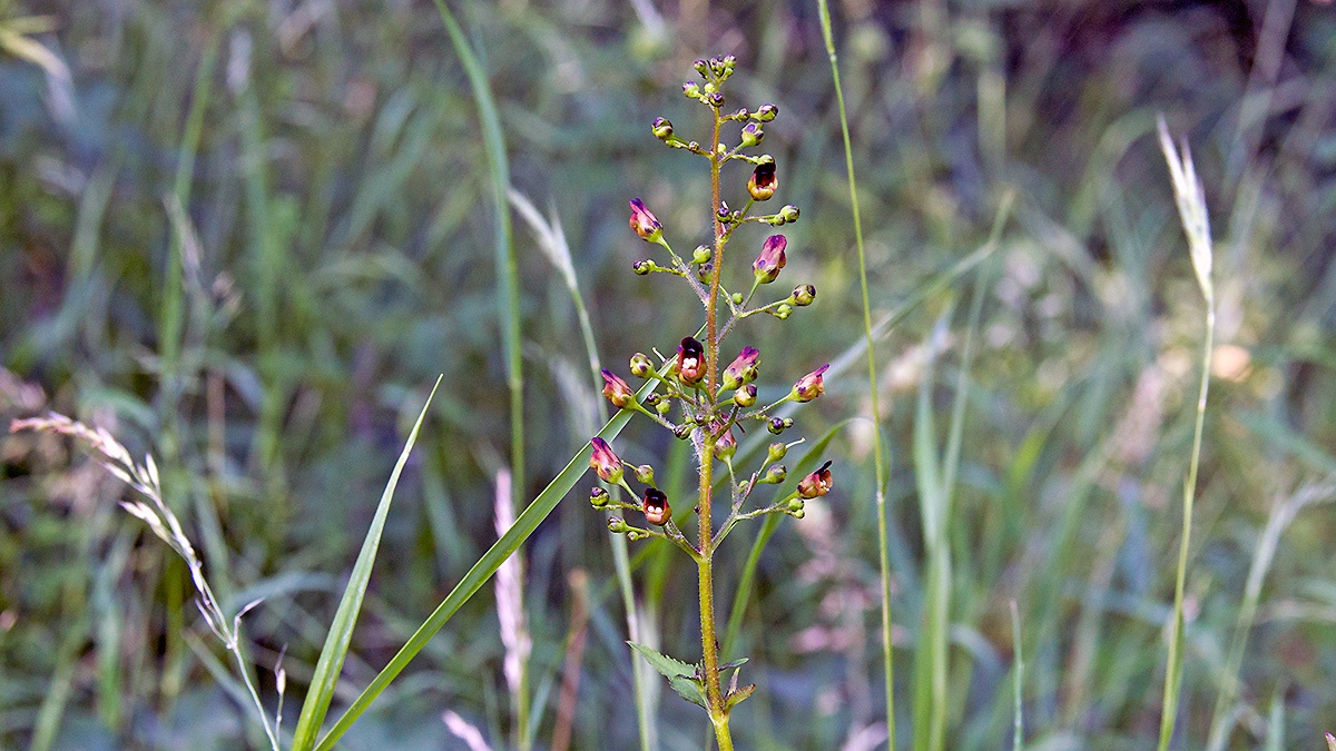 Woodland Figwort [Scrophularia nodosa]