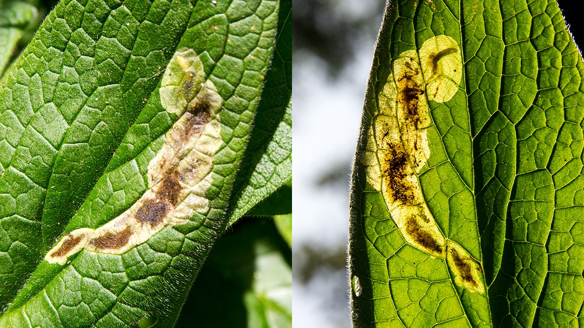 leaf-miner fly [Agromyza myosotidis]