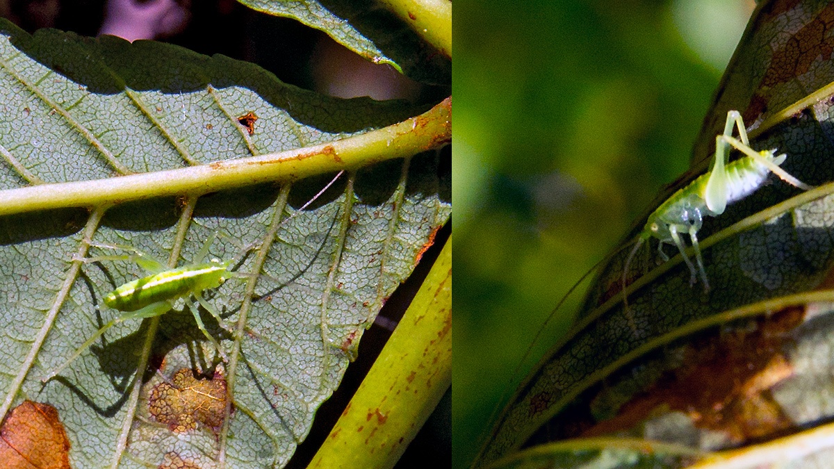 Oak Bush-cricket [Meconema thalassinum]
