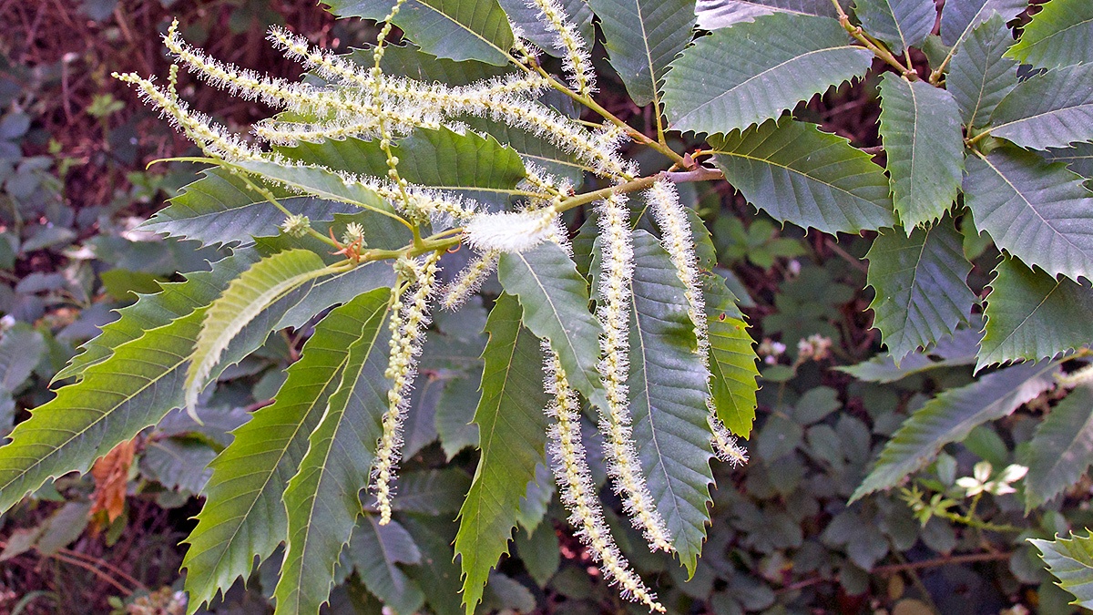 Sweet Chestnut [Castanea sativa]