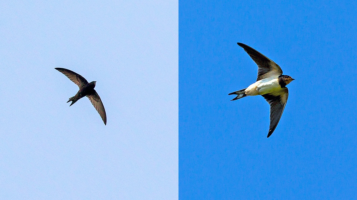 Common Swift [Apus apus] and Barn Swallow [Hirundo rustica]