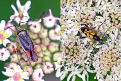 Trivial Plant Bug [Closterotomus trivialis] and Spotted Longhorn Beetle [Rutpela maculata]