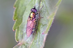 Broad Centurion [Chloromyia formosa]