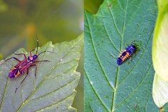 Fine-streaked Bugkin [Miris striatus] and Harlequin Ladybird [Harmonia axyridis]
