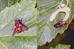Common Tachinid fly [Tachina fera] and a soldier beetle [Cantharis flavilabris]