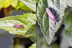 Common Stiletto Fly [Thereva nobilitata] and Golden-bloomed Grey Longhorn [Agapanthia villosoviridescens]