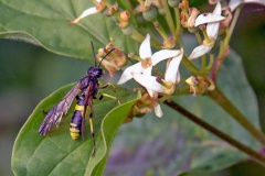Wayward Sawfly [Tenthredo temula]