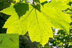 Common Sycamore Aphid [Drepanosiphum platanoidis]