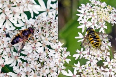 2 hoverflies on Common Hogweed 2 hoverflies on Common Hogweed