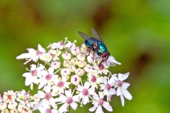 Common Greenbottle [Lucilia sericata]