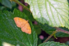 Yellow Shell [Camptogramma bilineata]