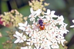 Ladybird Fly [Gymnosoma rotundatum]