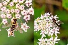 2 hoverflies on Common Hogweed 2 hoverflies on Common Hogweed
