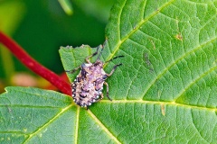 Forest Bug [Pentatoma rufipes]