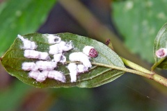 Cottony Hydrangea Scale [Pulvinaria kuwacola]
