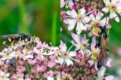 2 wasps on Common Hogweed 2 wasps on Common Hogweed
