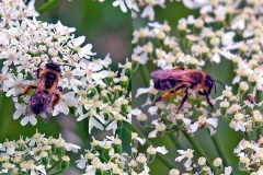 Buffish Mining Bee [Andrena nigroaenea]