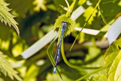 Azure Damselfly [Coenagrion puella]