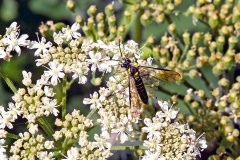 Common Green Tenthredo [Tenthredo mesomela]
