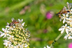 ichneumon wasp [Alomya debellator?]