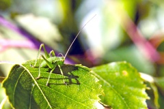 Speckled Bush-Cricket [Leptophyes punctatissima]