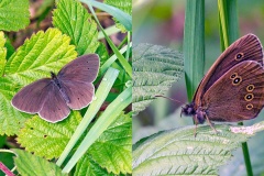 Ringlet [Aphantopus hyperantus]