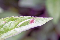 leaf-miner fly [Liriomyza eupatorii]