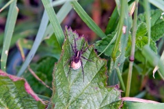 Spotted Wolf Spider [Pardosa amentata?]