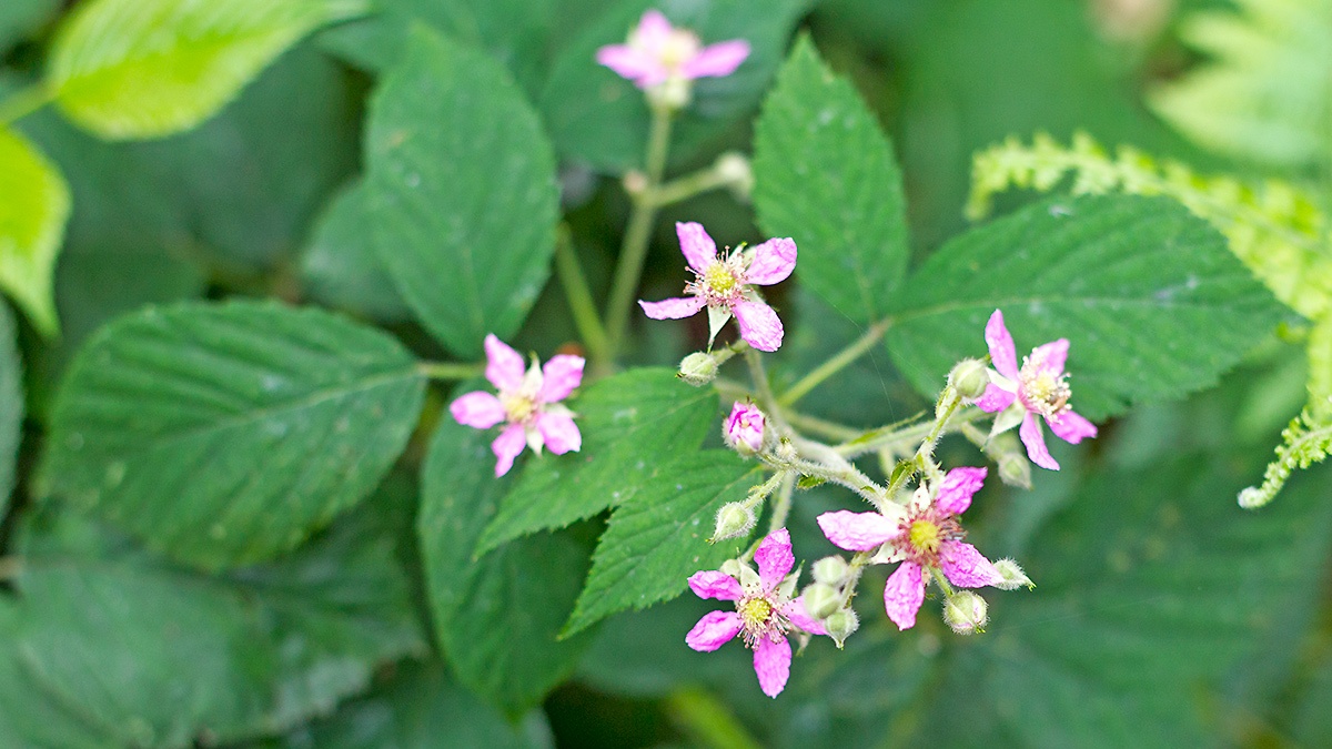 Sprengel's Bramble [Rubus sprengelii?]