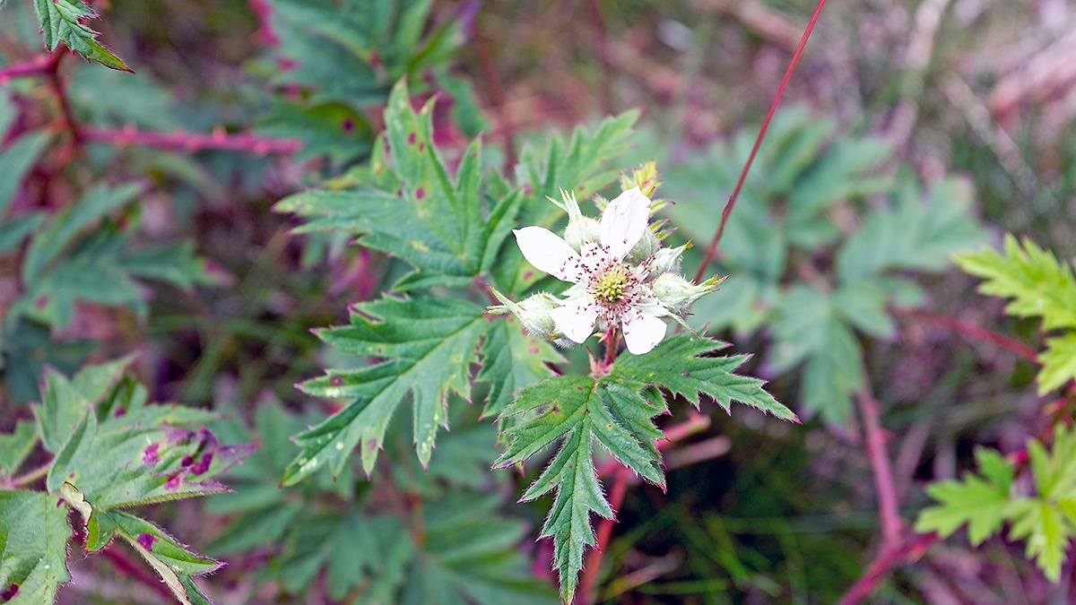 Cutleaf Evergreen Blackberry [Rubus laciniatus?]