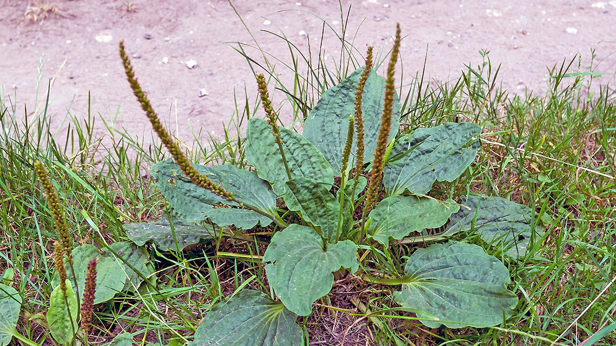 Broadleaf Plantain [Plantago major]