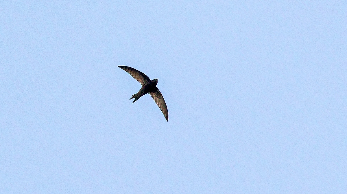 Common Swift [Apus apus apus]