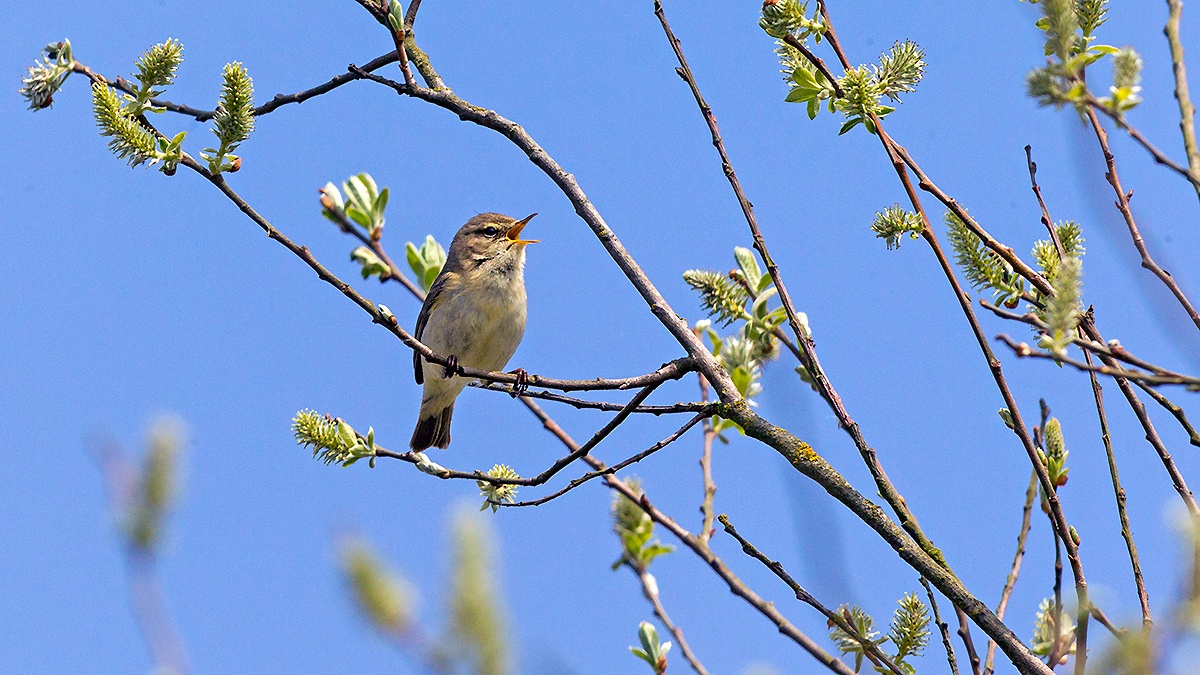 Common Chiffchaff [Phylloscopus collybita collybita]