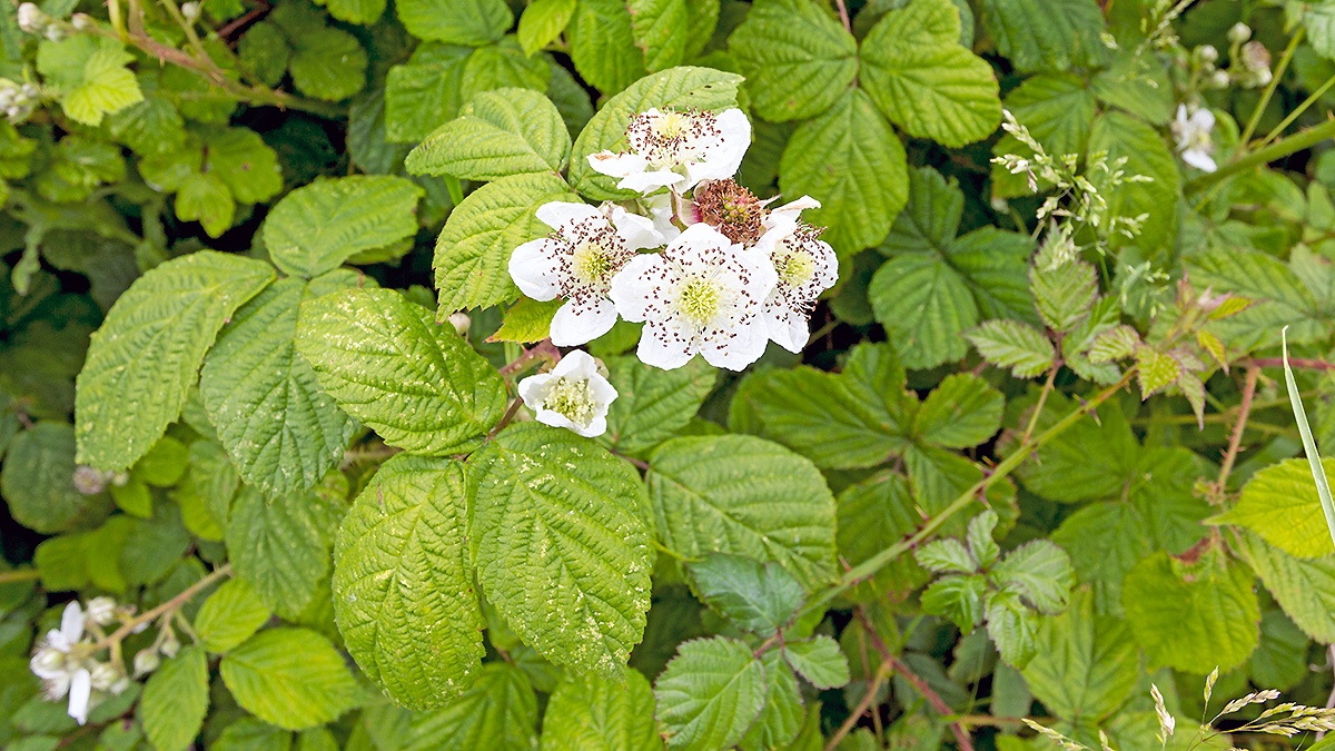 Bramble [Rubus fruticosus agg.]